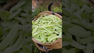 Green peas harvest fresh from farm shorts ytshorts farming [upl. by Dleifyar976]