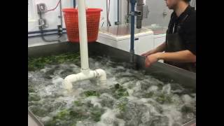 Jm Fortiers quotBubblerquot for washing leafy vegetable greens [upl. by Kado510]