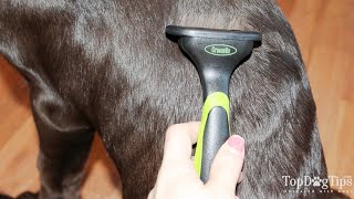 How To Stop Dog Shedding Hair [upl. by Akineg342]