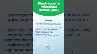 IBR Rinotraqueíte Infecciosa Bovina [upl. by Seyah]