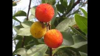 Medronheiro Arbutus unedo  Strawberry Tree [upl. by Laemsi]