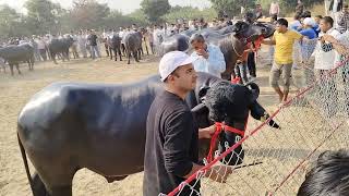 🔥💪 Desi Bull 🐂 Kdfa Mela 📍Titoli Rohtak HR mrsahaniakshayvlogs [upl. by Devlen]