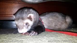 Ferret post workout snack [upl. by Carline]