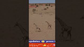 kalahari desert [upl. by Honniball]