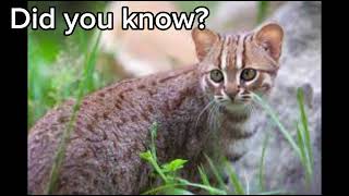 Rusty  Spotted Cat [upl. by Adnolehs]