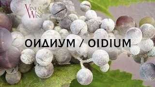 Оидиум на винограднике  Oidium in the vineyard [upl. by Sophy672]