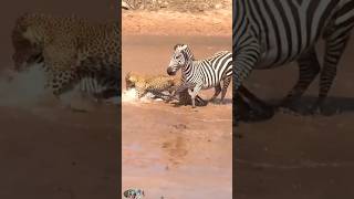 Tiger catch zebra 🦓😱😱 youtubeshorts youtube animals discovery [upl. by Post]