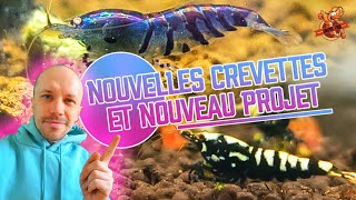 Mes nouvelles crevettes daquarium et nouveau projet [upl. by Eidnalem]