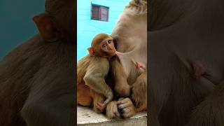 bandar ka bacha dudh pi raha bandar monkey monkeybaby monkeyvideo [upl. by Nolyd]