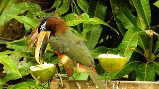 ARAÇARICASTANHO PTEROGLOSSUS CASTANOTIS CHESTNUTEARED ARACARI TUKANI Ave exótica [upl. by Harilda154]