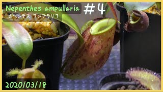 食虫植物栽培日記 Nepenthes ampullaria＃4《ネペンテス》 [upl. by Ienttirb]