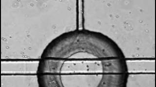 Neutrophil chemotaxis in a microfluidic device Folch lab [upl. by Coucher]