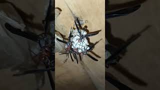 how my pet thread waisted wasps protect larvae pupatechicks rooster crow birds chirp soundsviral [upl. by Ariday186]