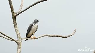 Geranoaetus albicaudatusGaviãoderabobrancoWhitetailed Hawk [upl. by Kcitrap130]