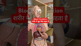 Heart amp Blood Circulation  शरीर में खून कैसे कहाँ बहता है viral trending shorts heart [upl. by Aierb]