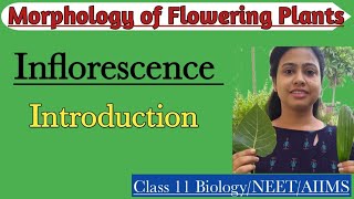 InflorescenceIntroduction Racemose amp Cymose Inflorescence Morphology of Flowering PlantsClass 11 [upl. by Dry]