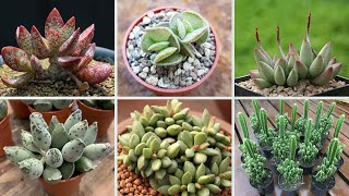 20 ESPÉCIES DE PLANTAS SUCULENTAS PARA IDENTIFICAÇÃO NOMES CIENTÍFICOS 🌵🌵 [upl. by Okimat]