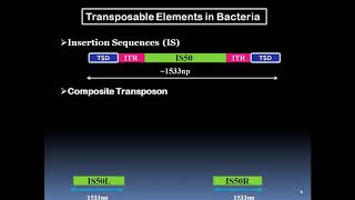 Transposable Elements [upl. by Kinemod]