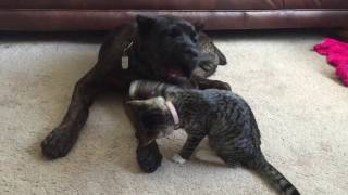 Cane Corso vs Kitten [upl. by Kermy326]