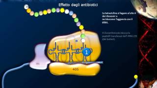 Lezione 21  Sintesi proteica e codice genetico [upl. by Zelle620]