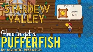 How to get a Pufferfish in Stardew Valley Aquatic Research [upl. by Akir]