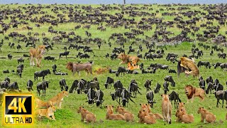 4K African Wildlife Makgadikgadi National Park  Discover African Wildlife Footage With Real Sounds [upl. by Refannej]