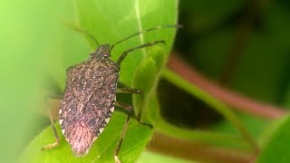 Halyomorpha halys the brown marmorated stink bug [upl. by Nealah]