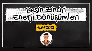 Besin Zinciri  Enerji Dönüşümleri  LGS Kampı [upl. by Lonee]