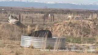 After 30 Years in a Cage Rescued Black Bear Makes Joyful Splash in Sanctuary [upl. by Ardnyk295]