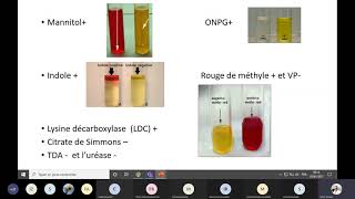 Les enterobactéries1 [upl. by Adnihc]