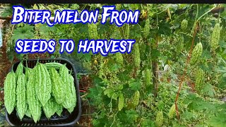 The Ultimate Guide to Growing Bitter Melon From Seed to Harvest [upl. by Jerrold]