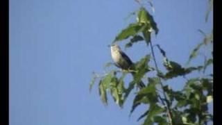 Northern Mockingbird singing  Pennsylvania  Birding Visions [upl. by Lavro]