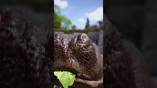 Feeding cabbage to hippos zoo fubao animals [upl. by Nylhtac]