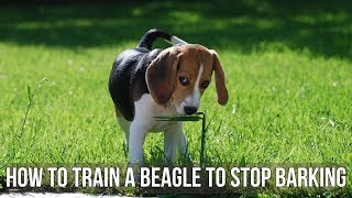 How to Train a Beagle to Stop Barking [upl. by Carhart]