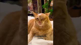 Cats funny video😂😂veryfunnyposts funnypost [upl. by Sami]