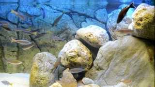 Kitumba Cyprichromis leptosoma jumbo kitumba Cichlid AquariumTanganyika Cichlids [upl. by Herzen]