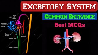 Excretory System  MECEE NEET  MOST important [upl. by Nuawad403]