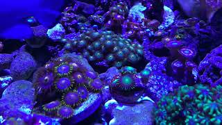 🪴My Zoanthid Garden🪴 [upl. by Oruhtra]