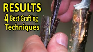 The 4 BEST Grafting Techniques using DORMANT SCIONS  RESULTS after 35 days [upl. by Ajin177]