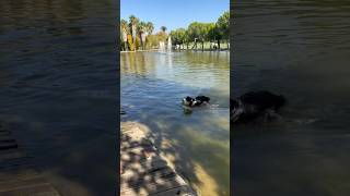 撚狗日記13🐶邊牧游泳！Dog Walking Diary 13 🐶 Border Collie swimming [upl. by Mather]