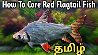 How to Care Red Flagtail Fish  Algae Eating Monster  Tamil [upl. by Biron]