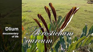 Golden leather fern Acrostichum aureum [upl. by Hsinam739]