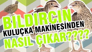 Kuluçka Makinasından bıldırcın nasıl çıkar [upl. by Bran431]