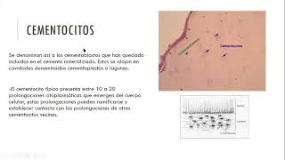 Estomatología clase 7 quotCementogenesisquot [upl. by Tor]