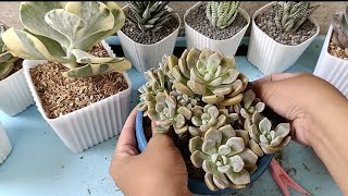 succulent cloe variegated undulata amabile and roman repotting session [upl. by Garwin]