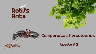 Camponotus herculeanus [upl. by Alisia]