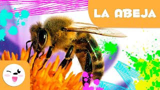 La abeja 🐝 Animales para niños 🍯 Episodio 4 [upl. by Gurtner209]