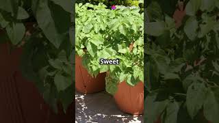 Grow Sweet Potatoes in Bags in Just 40 Seconds 🍠 garden potatoes growingpotatoes growpotatoes [upl. by Aratahc803]