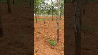 red Sandalwood agriculture land lifetime free maintenance investment investing errachandanam [upl. by James872]