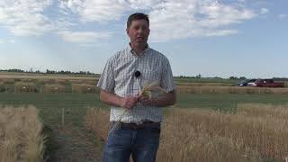 Wheat School Could winter durum reduce fusarium risk [upl. by Htinnek]